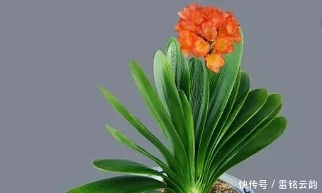 草炭土|君子兰土壤配制要求和注意事项