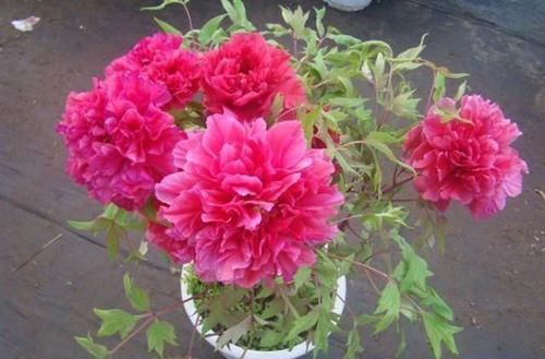 骨粉肥|什么松针土、腐叶土都不如这种土,土壤疏松又肥沃,养啥都爆盆!