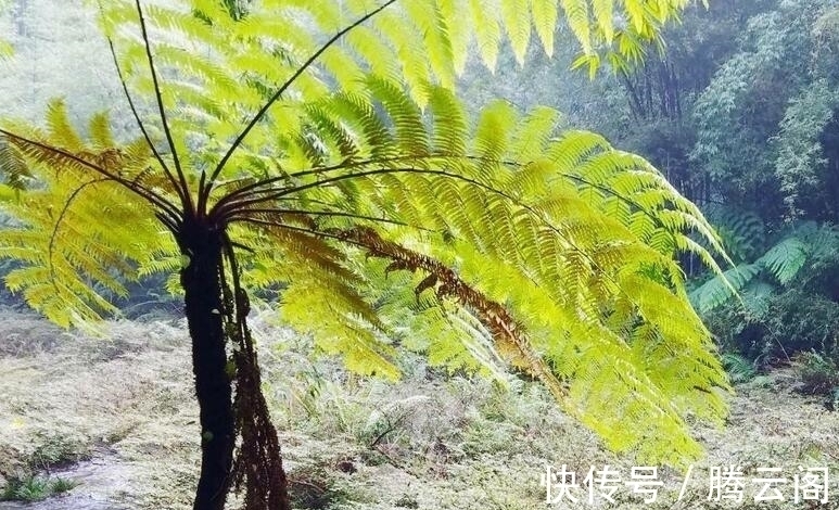 树冠如巨伞，极具观赏，堪称“蕨类之王”，非常稀罕，遇见请保护