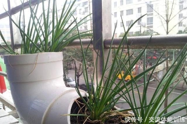 把菜种自家墙上,多得吃不完,太震撼!