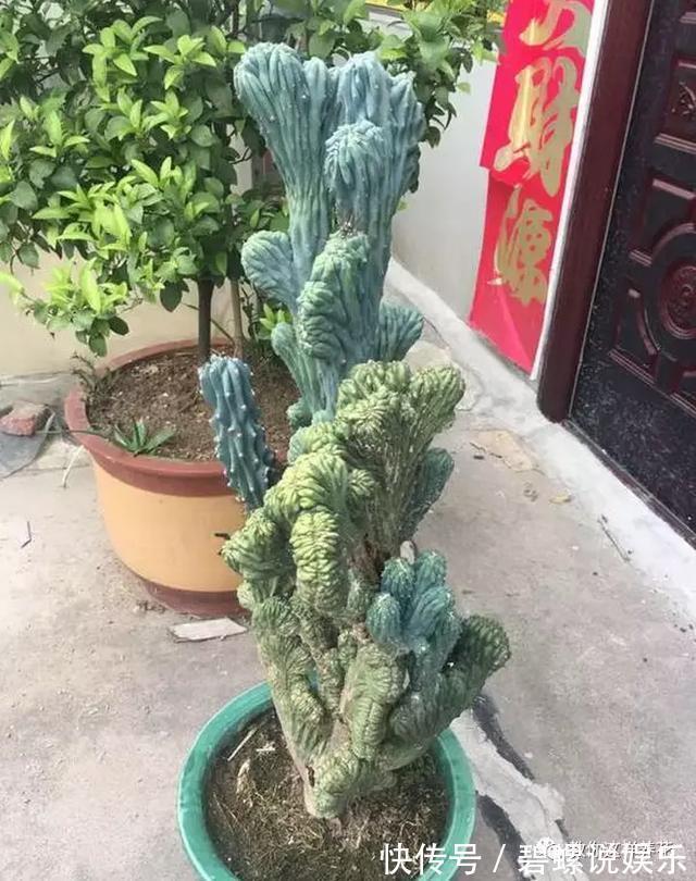 花花|20年的兰花,100年的仙人掌长什么样开眼了!