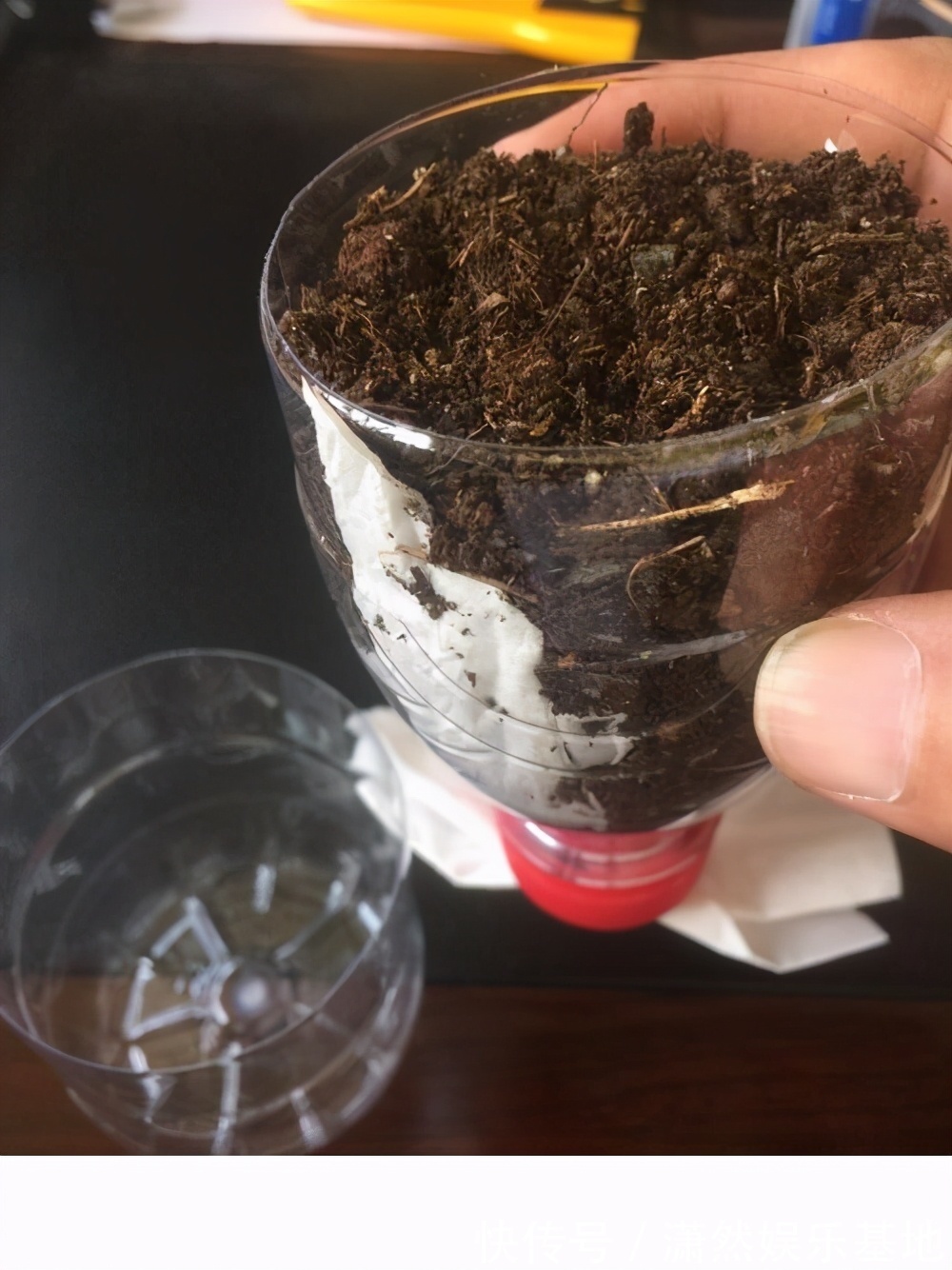 矿泉水瓶|养花不一定要精美的花盆,这几种东西剪一剪,养花创意十足