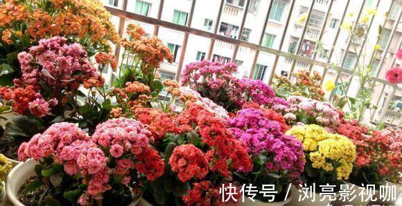 比例|养花施肥“老三样”，掐准时间，看准比例，养一盆爆一盆