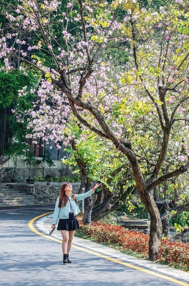 知识|七星岩玉堂春、宫粉紫荆踏春而至，美出新高度！