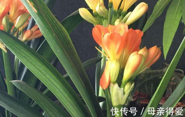 新手养花,改掉5个坏习惯,根系壮,枝叶茂,不然养1盆死1盆