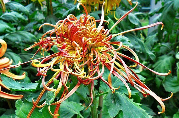 喜欢菊花,不如养盆优良名菊“关东大侠”,开花爆盆成花海!美