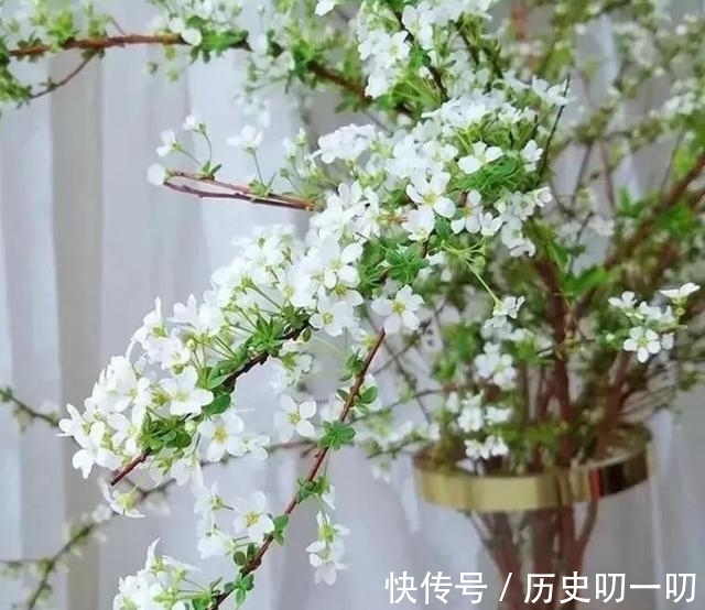 列入|这“三种花”不能养,已被列入“养殖黑名单”,别再傻傻当作宝