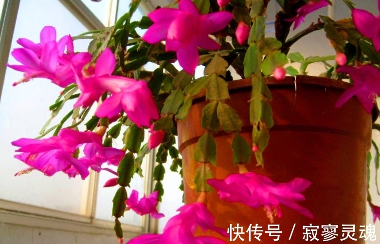 适合小盆栽种的这3样花卉，秋冬入手，正好方便春节赏花