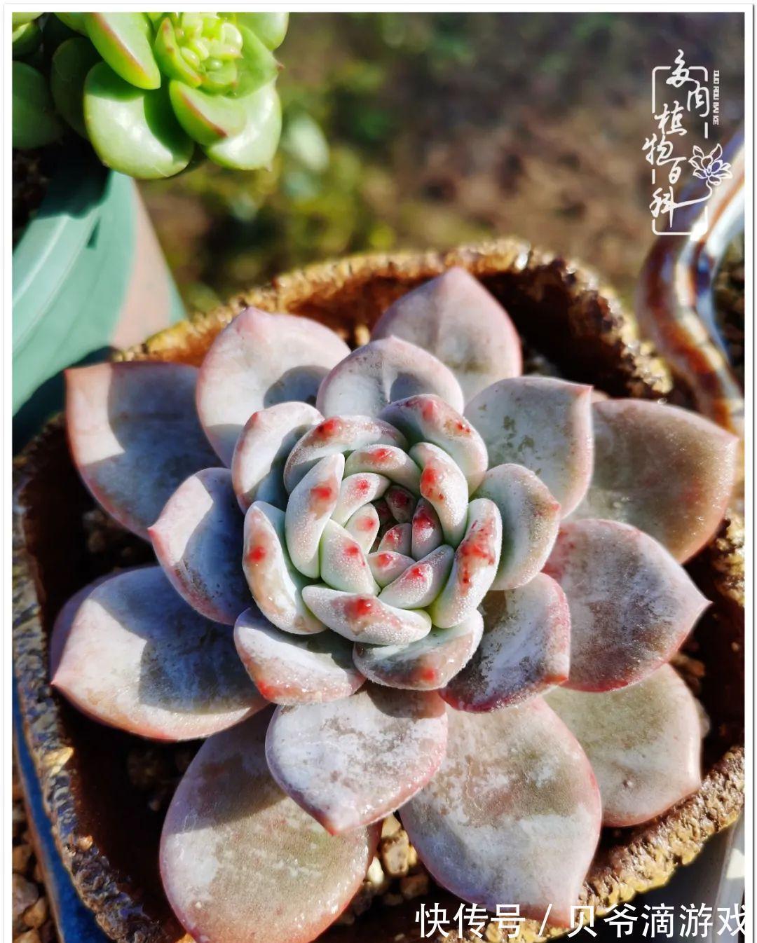 养多肉是喜欢,顺其自然是心境!