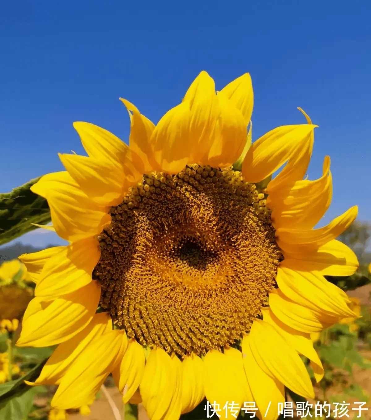 凤仙花|7种花都是一年生植物，开完一次就赶紧扔掉，不然只能浪费时间