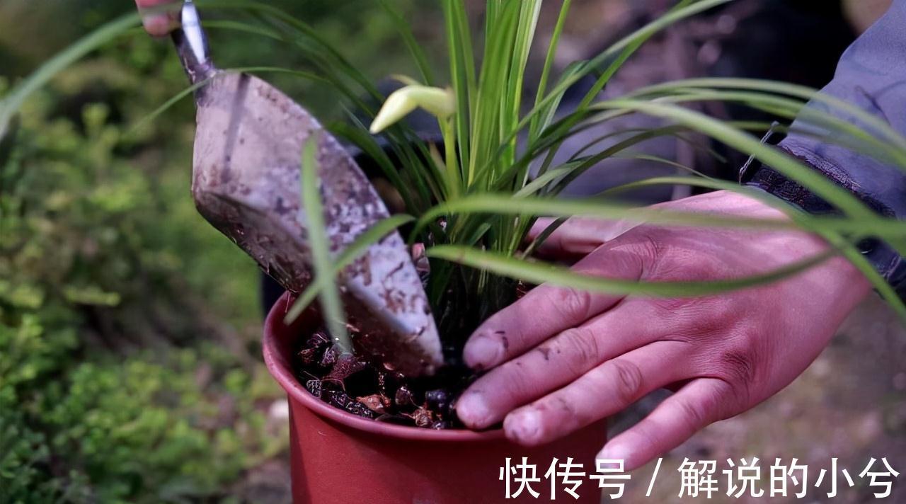 10年老花农养兰秘诀,往花盆加2玩意,根粗叶绿,开花旺