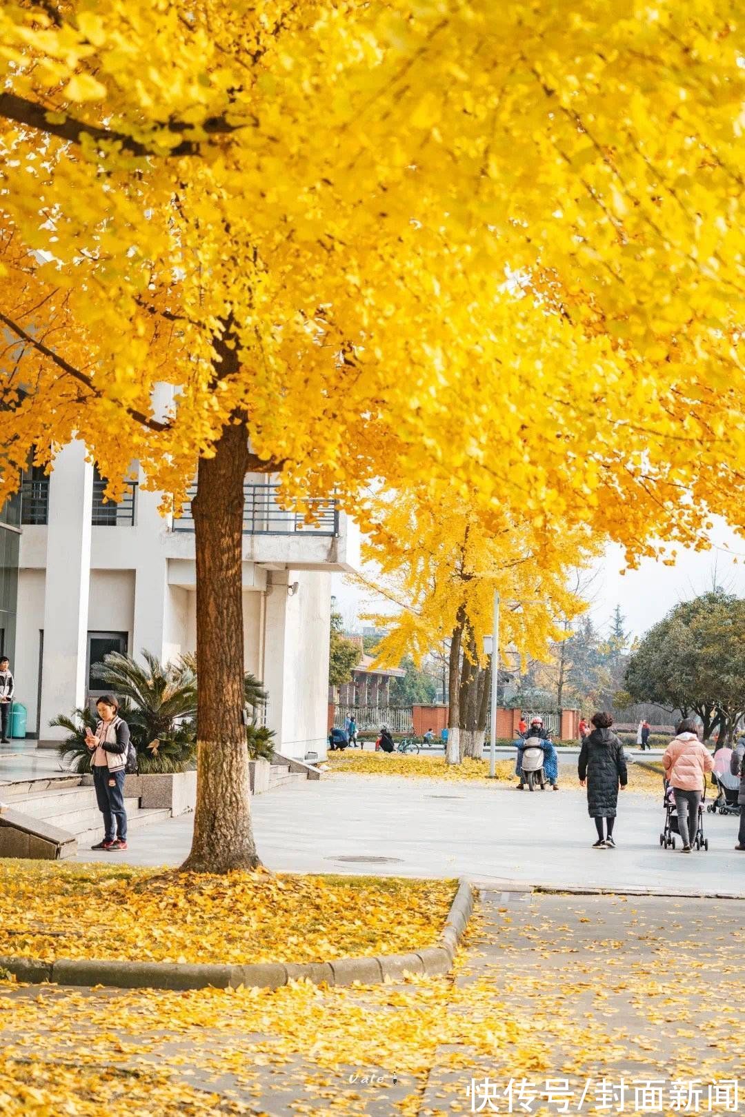 成都信息工程大学|多图警告｜数数川内高校到底承包了多少棵银杏树？