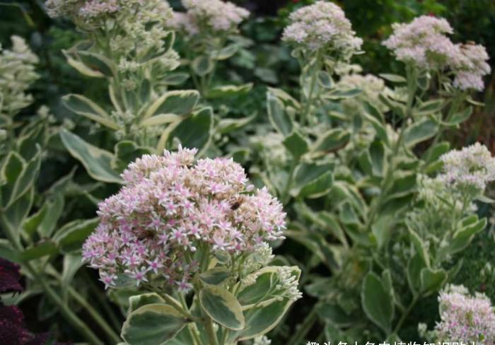 天生就带锦,生命力强大却价格便宜多肉,它就是冰冷晨光