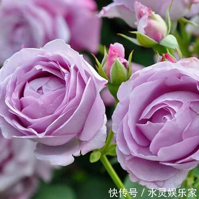 微月|“月季”不难养,记住2个养护“小要点”,盆盆都能开满枝!