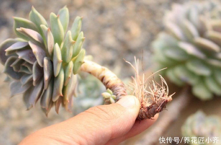 土壤|夏天多肉长气生根，不一定是缺水，别着急补水，可能是这两个原因