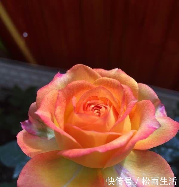 面纱|超好养的木本植物，全年开花，观赏价值高，室内也能种，值得栽培