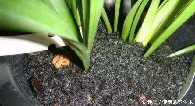 夏天养花,花盆里小虫子多,6种除虫“小技巧”,一学就会!