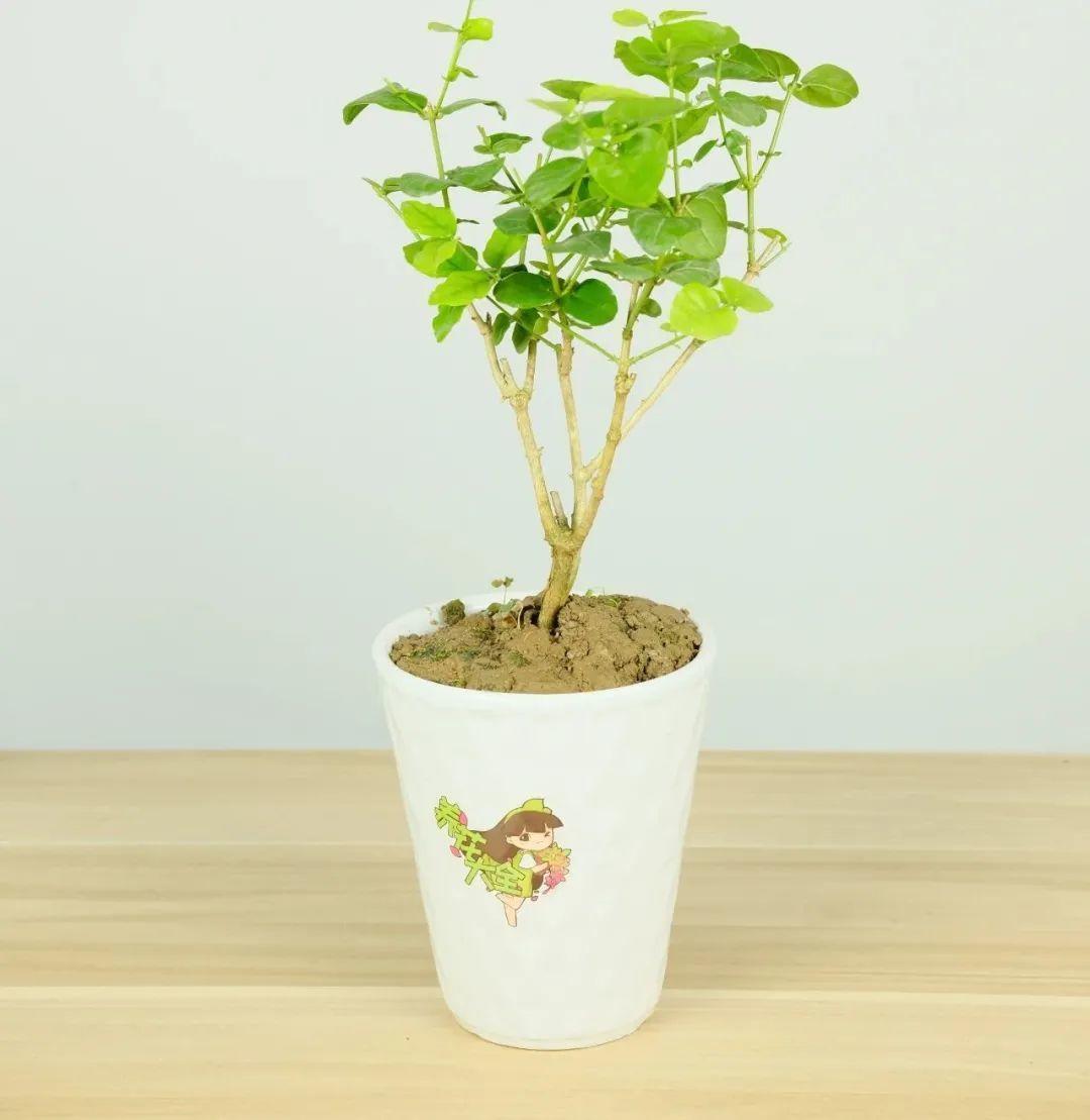 家里养了月季,花后使劲剪,越剪越开花,真省心