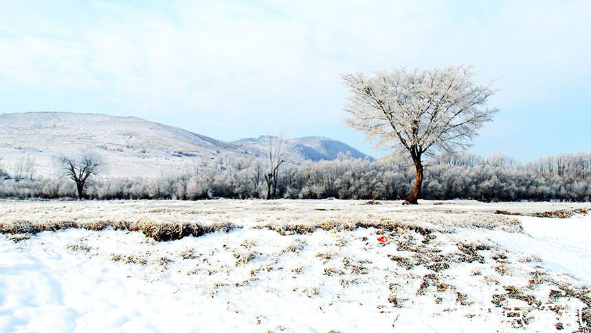 霜雪|中俄边境小城额尔古纳市迎来今年首场雾凇景观