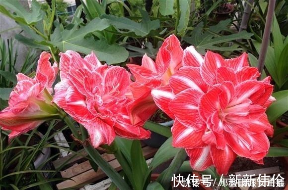 花肥|一种很容易养的花,养了2个月就开花,花朵比汤碗还大,美翻了!