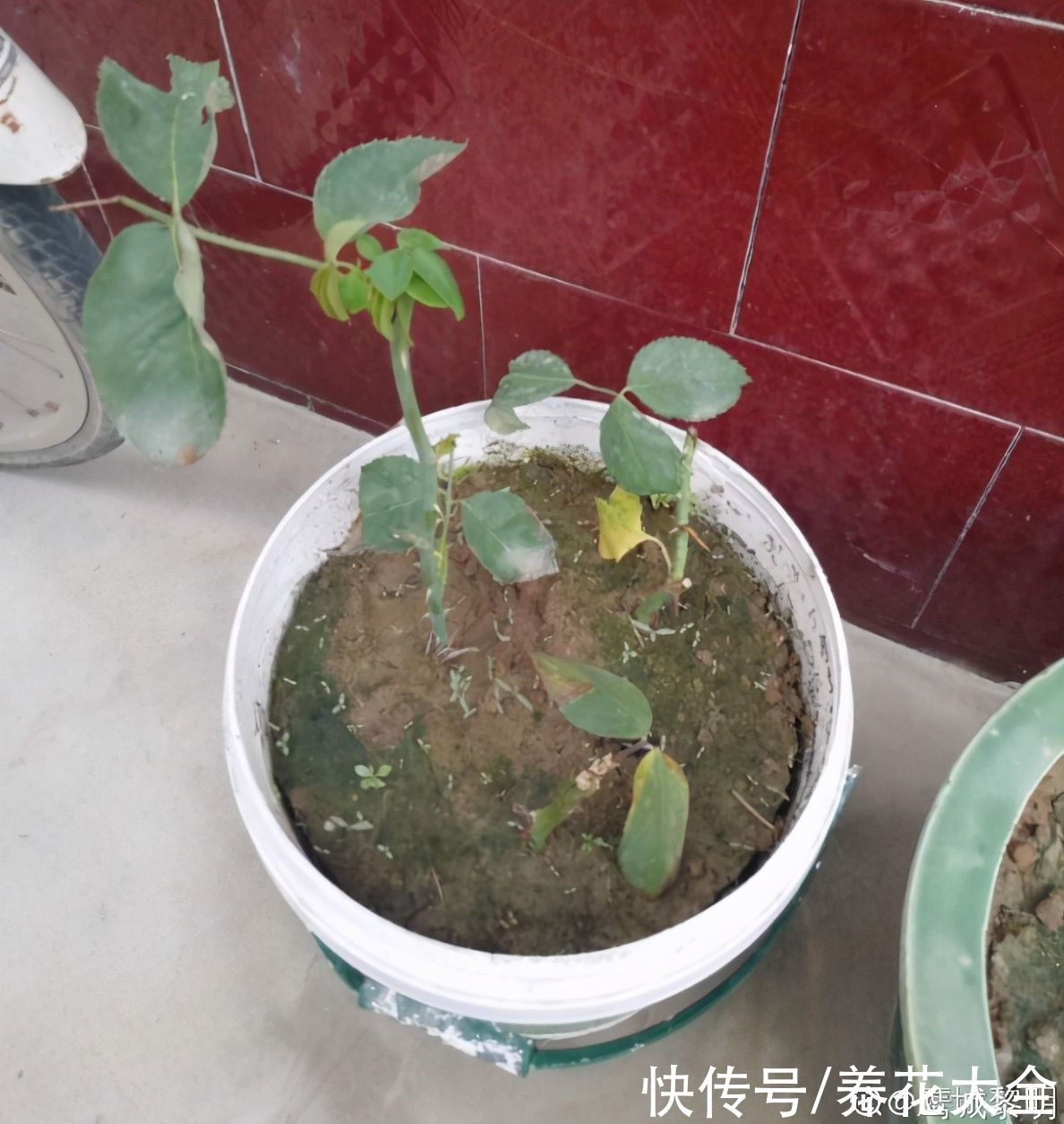 狗牙根|秋天扦插5种花，呼呼冒出“狗牙根”，明年春天就开花