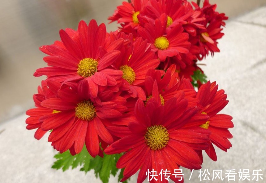 喜欢菊花,不如养盆“菊之珍品”红军旗,似飘飘红旗,丰姿绰约