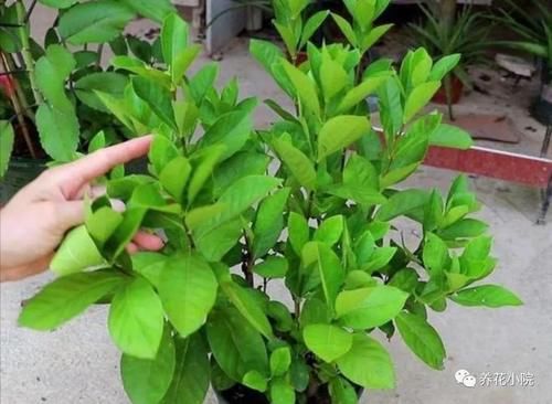 花卉上灰尘太多，用4种水擦一擦，叶子新鲜又光亮