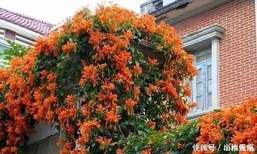 若是有个院子，定要养上此4种花，养成花海，一进院就迷住