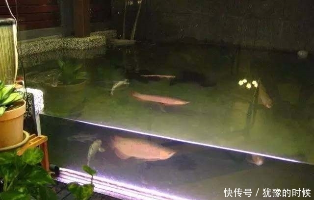 鱼缸和池还可以这样结合?只能说很有想法,有钱我也搞一个!