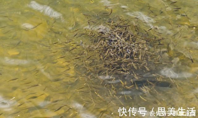 钓白条有技巧,并不是使用腥饵那么简单,想钓得好这几点尤为重要