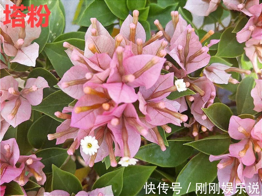 抗病、不招虫的天竺葵，屋里养一盆，开花一茬接一茬