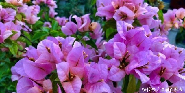 花比|三角梅用这方法养,花一次接一次的开,花比叶子都多