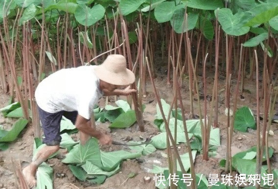 全株有毒，地下根茎曾是充饥粮，叶梗又麻又涩，腌酸菜却很下饭
