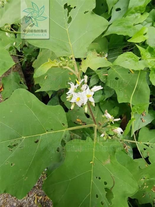 水茄,见过吗可用于跌打瘀痛,腰肌劳损,胃痛,牙痛
