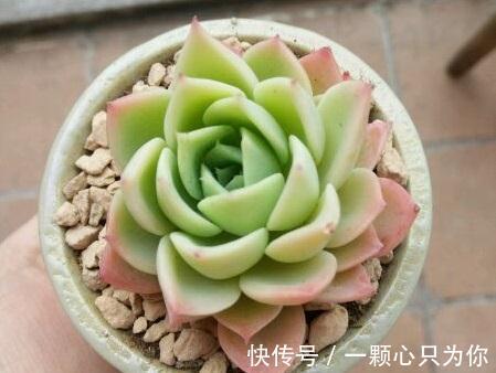 多肉三色堇怎么养,做好这三点,在阳台也能养得清丽动人美轮美奂