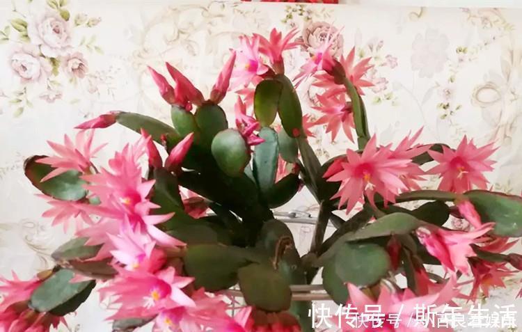 蟹爪兰|蟹爪兰叶子“打焉”，用这个“小方法”，叶片肥厚，长势更旺