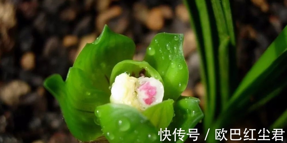 浇水|这款兰花有着“春兰皇后”之美誉,花型新奇,花苞浓香,易养活