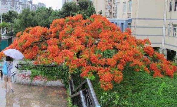 此种“有诗意”的花，既美丽，又好养，懂花的人快回家养一盆