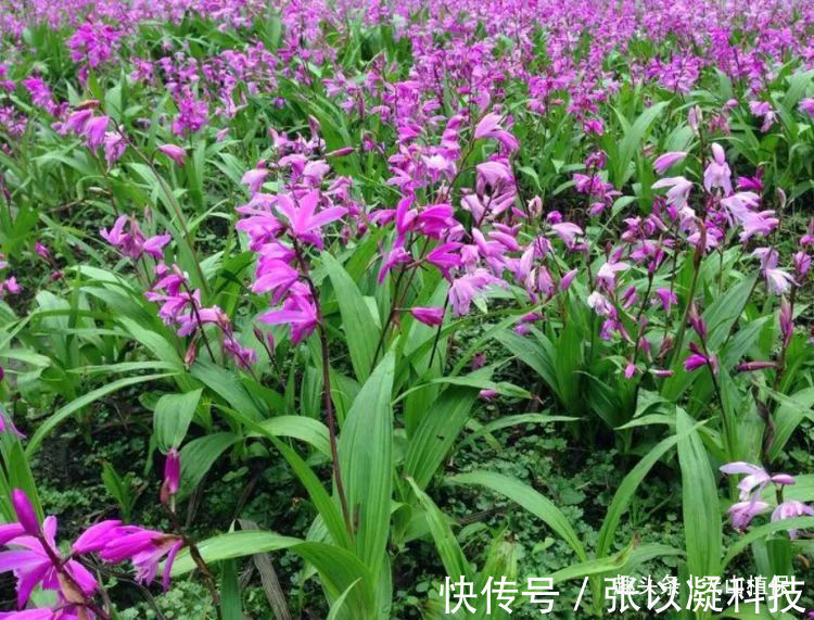 美白仙子|一种药材濒临灭绝,人称“美白仙子”,一斤能卖到600多元!