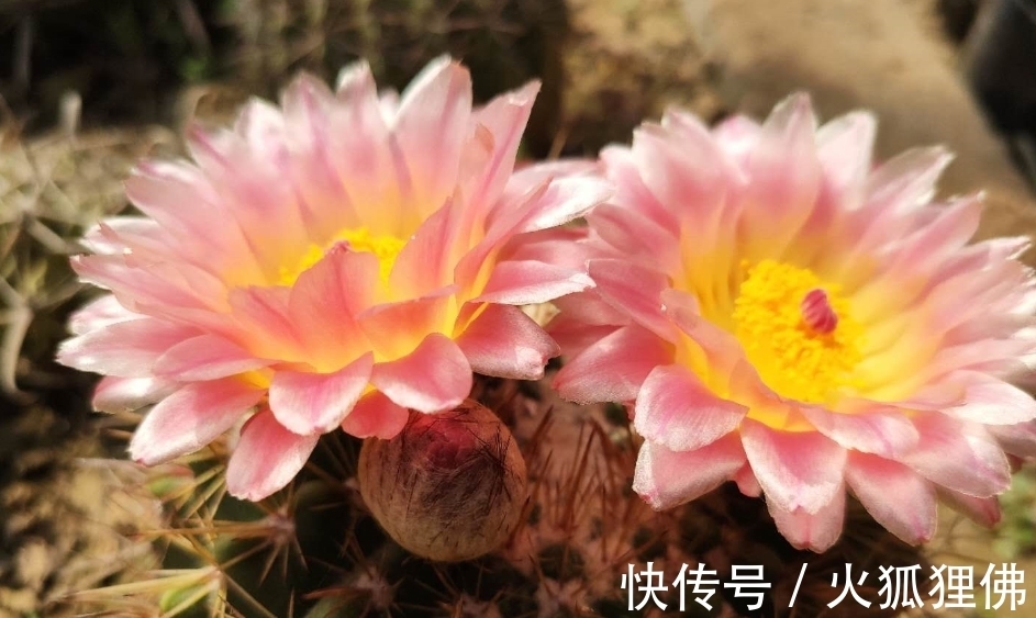 家中光照弱,3种花不要养,因为养了也不开花,它们喜欢强光照