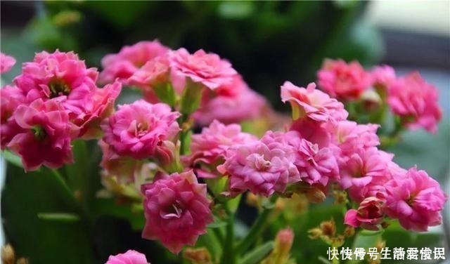 爆盆|长寿花开花爆盆有秘诀,学会施肥就行了,砰砰开花全是花苞!