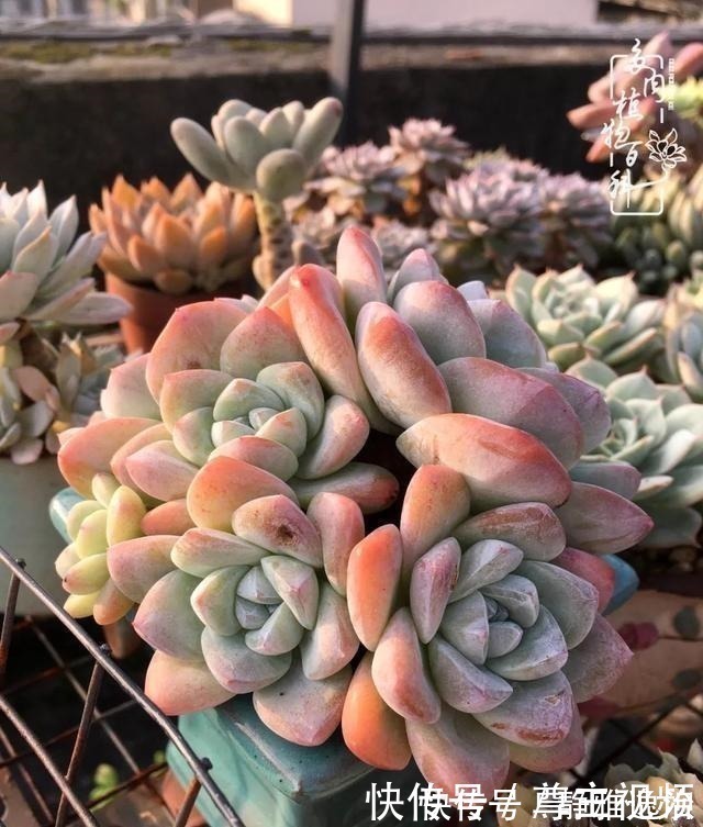 静夜|养多肉三年多，初见惊鸿！累并快乐着！养多肉三年多，初见惊鸿！累并快乐着！