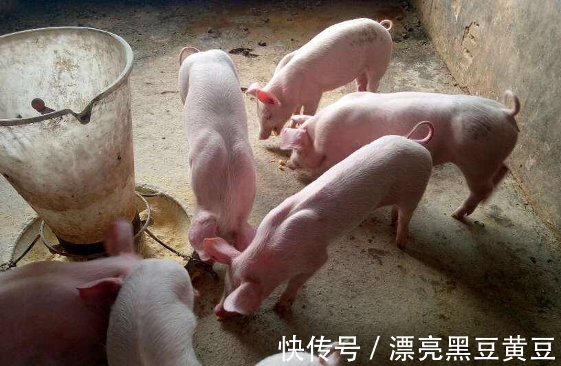 病毒性|流行性腹泻猪一般要几天?猪病毒性腹泻一般几天会好?一定这样做