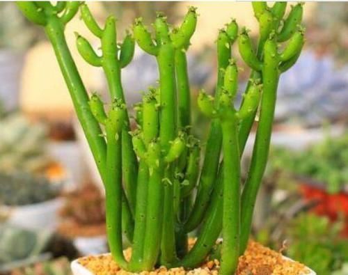 家养这些植物,除甲醛、杀病菌,净化空气,上档次早看早知道