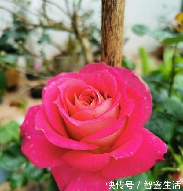 四季|资深花友说这款盆栽花,比玫瑰还漂亮,香气浓郁,四季都开花