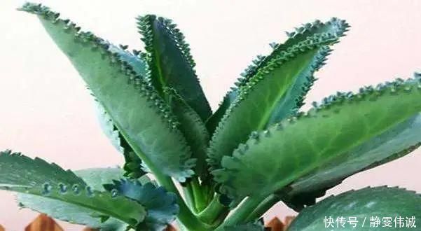 花盆底垫这几种东西，烂根问题彻底解决