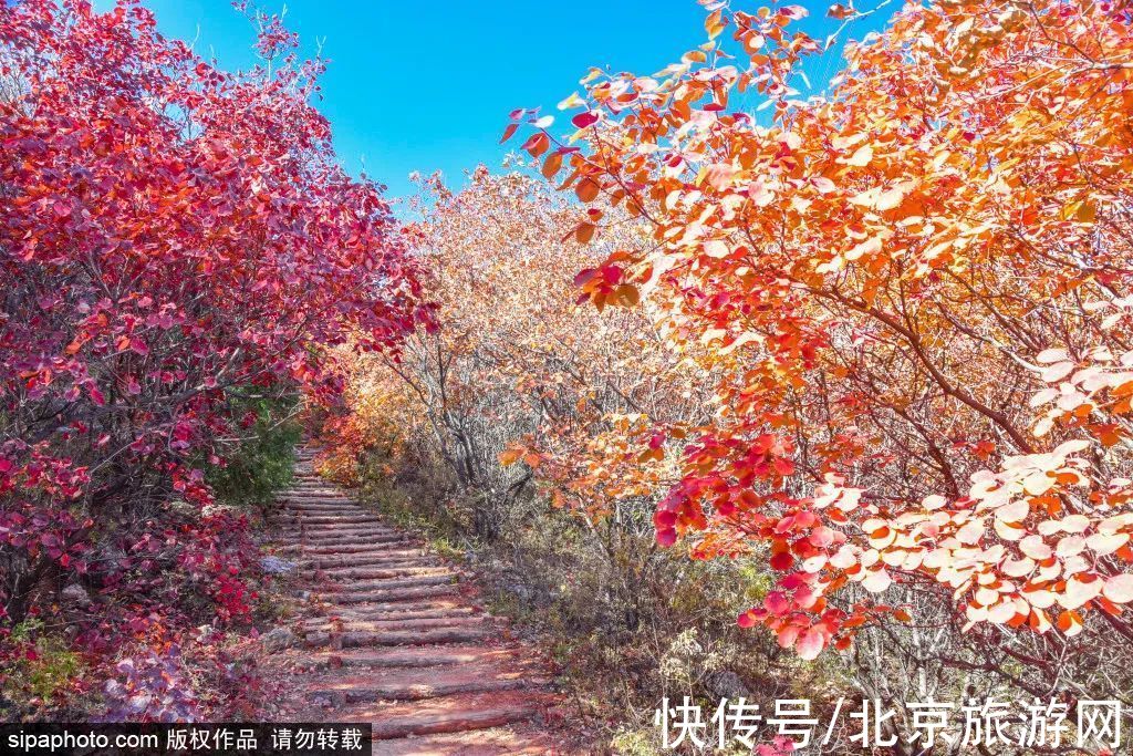 龙湾屯|舞彩浅山即将进入观赏期，带家人去登高赏景吧！