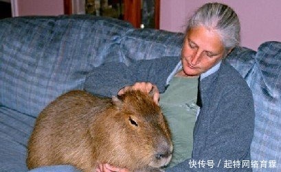 切尔诺贝利|真相:切尔诺贝利巨鼠究竟是谣传还是确实存在?三个疑点,假的!