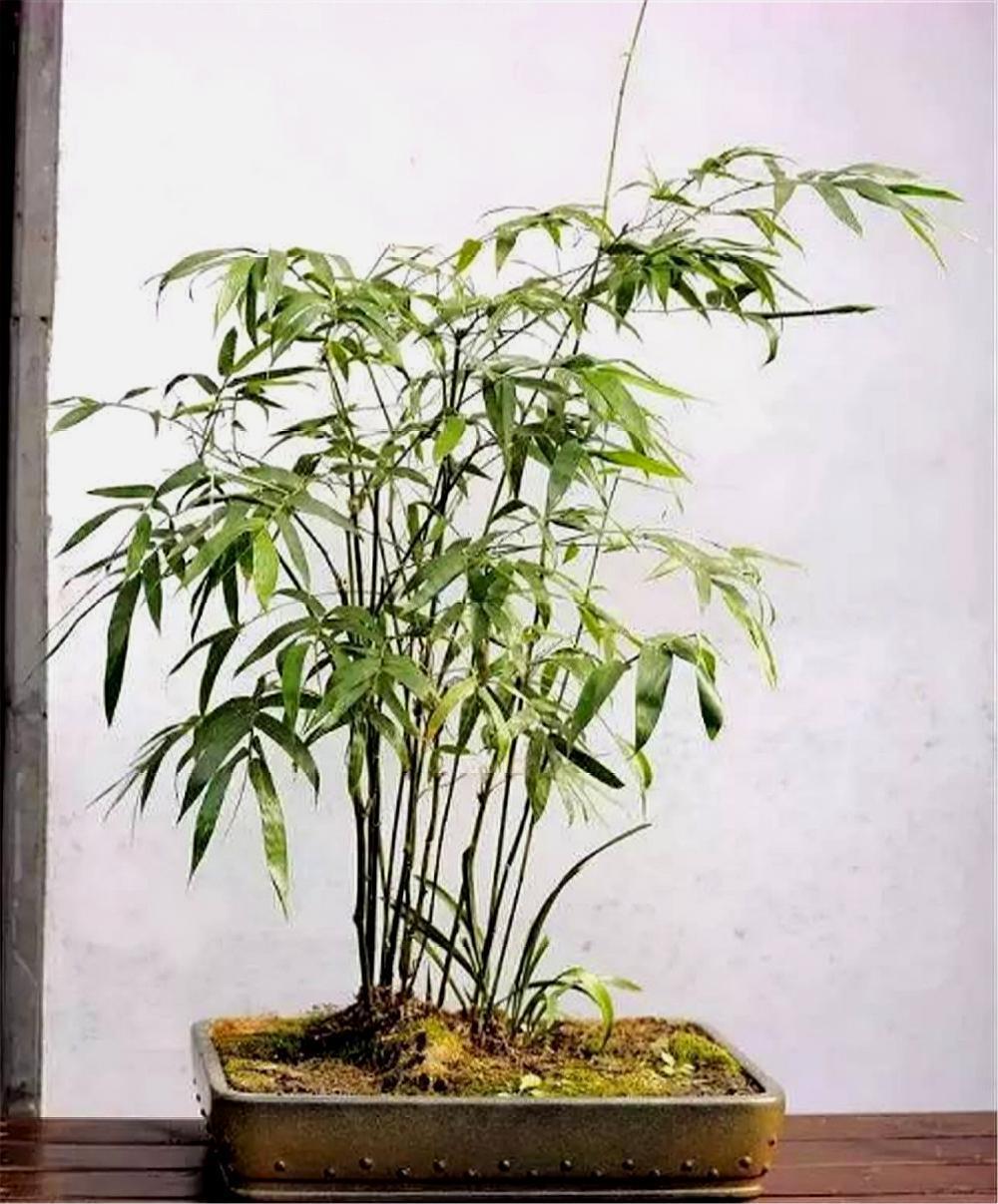 清明时节挖“野竹”,带回家“6步”做盆景,能“医俗”,可聚灵