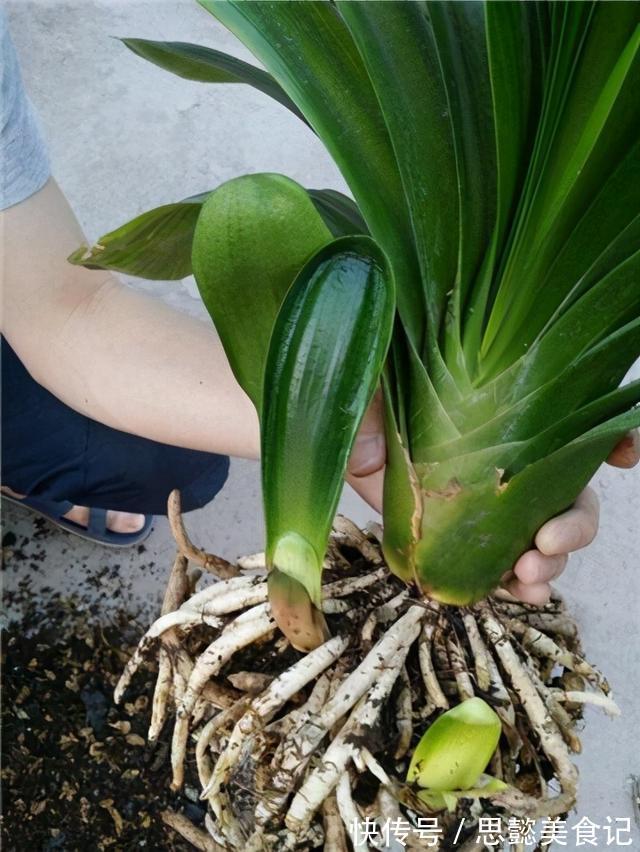 怎样让君子兰一年长出8片叶子?他的做法,值得我们学习